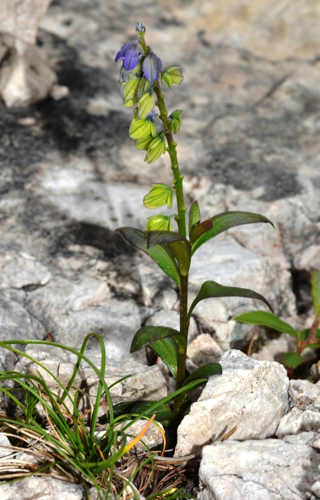 Polygala cfr. alpestris